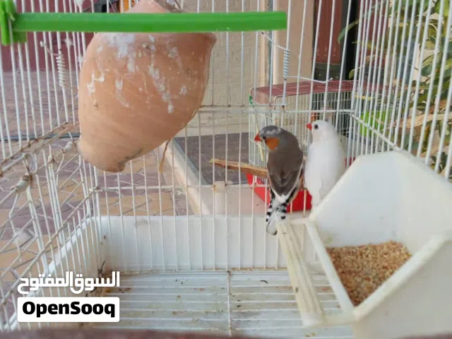 زوج عصافير زيبرا فينش (أبيض + رمادي) مع القفص والعش وكامل الملحقات للبيع.لي التفاصيل في الوصف .