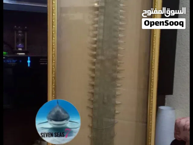 منشار سمك القرش ... سياف.   Shark