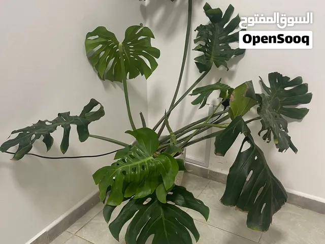 Decor plant indoor