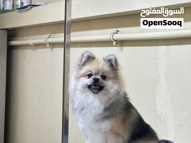 Pomeranian female