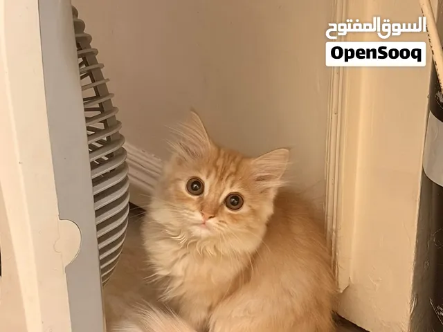 قطه شيرازي