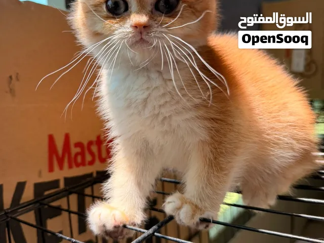 Golden chinchilla male kitten