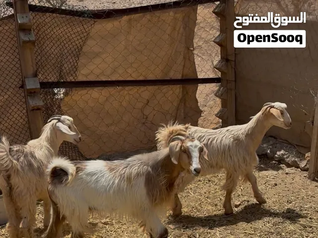 تيوس حلال دار