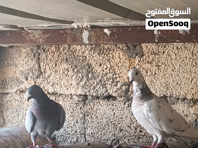 بيع حمام زاجل  شوف الوصف.....
