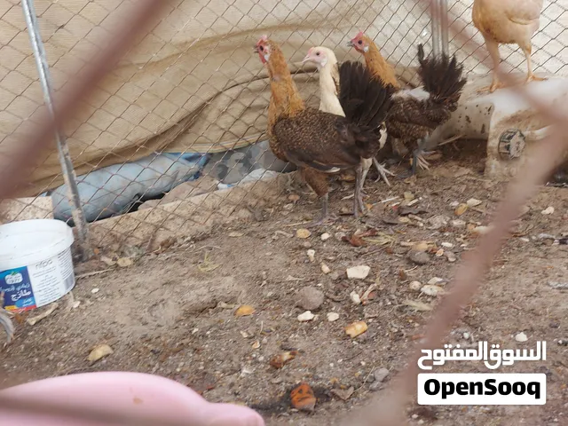 دجاج محلي للبيع