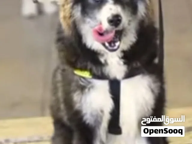 كلب هاسكي للبيع العمر 7شهرو انثى