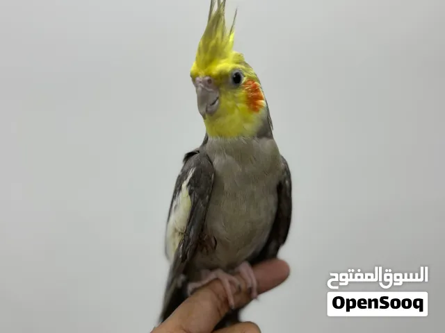 Lovely Cockatiel for sale