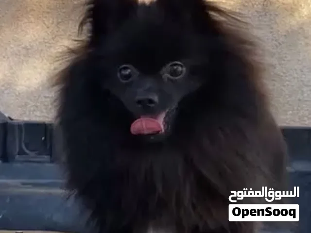 ذكر بوميرينيان وانثى بوميرينيان ميني