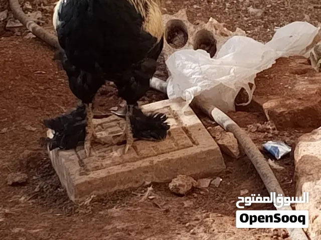 دجاج للبيع بسعر حرق