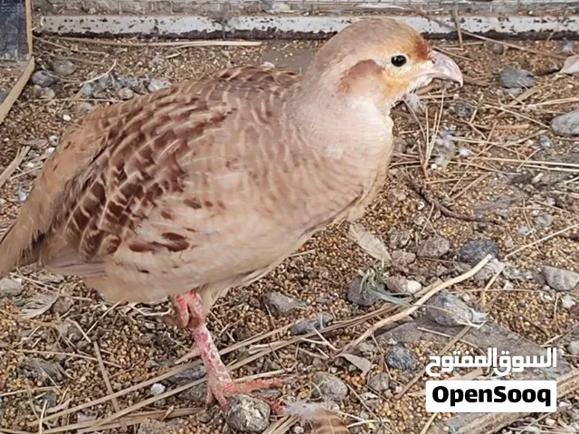 للبيع صفرد باكستاني