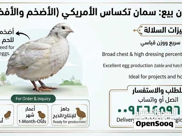 للبيع سمان تكساس الأمريكي صغار