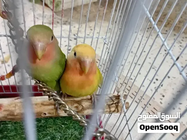 عصفير روز مروظ ترويظ تام