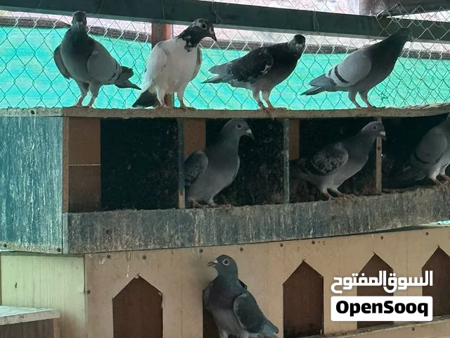 زواجل للبيع