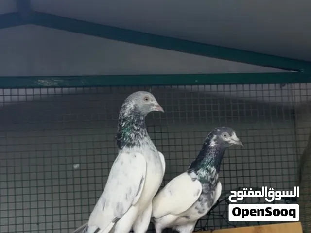 حمام باكستاني