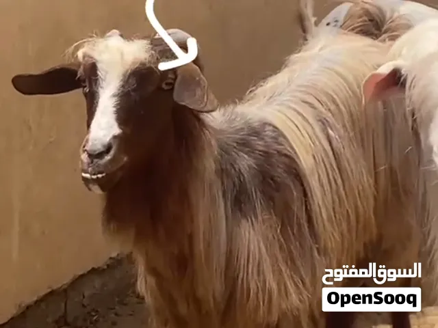 صخله عمانيه