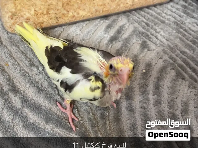 للبيع فرخ كوكتيل 11