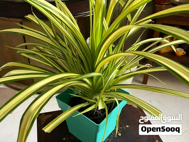 Variegated Spider Indoor Plant For Sale