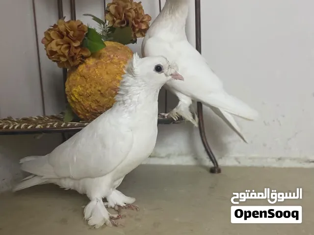 بسم الله ماشاء الله