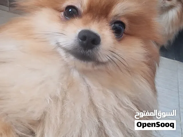 ذكر بوميرانيان للتزاوج male Pomeranian for breeding