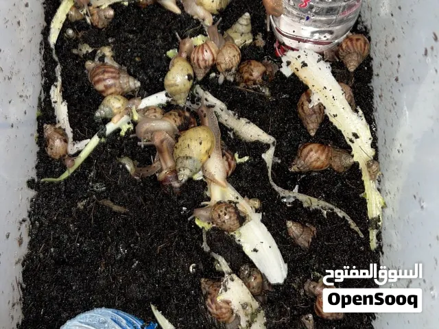 حلزون افرقي الحبه على 20 درهم موقع راس الخيمة