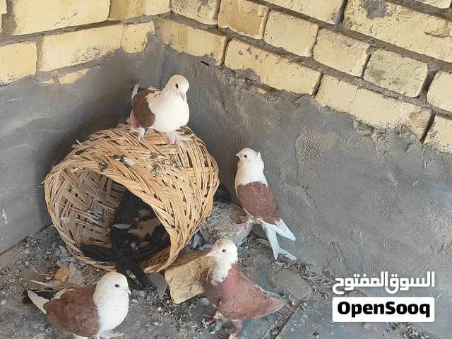حمام للبيع