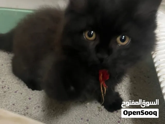 3 kittens for adoption