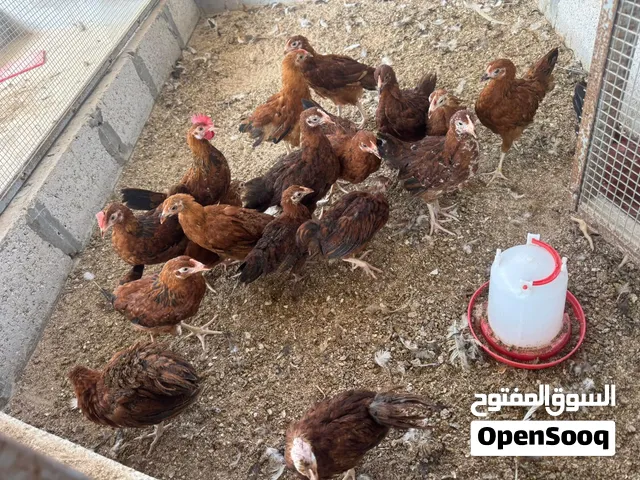 دجاج فرنسي