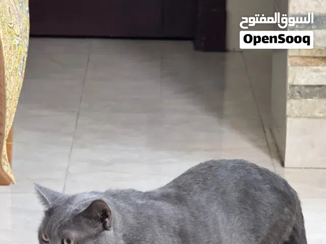 قط بريتش للبيع