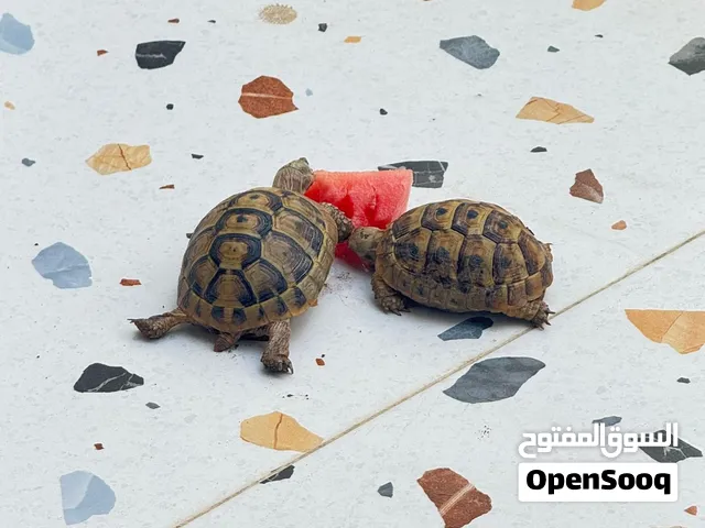 سلاحف برية اليفة ذكر وانثى