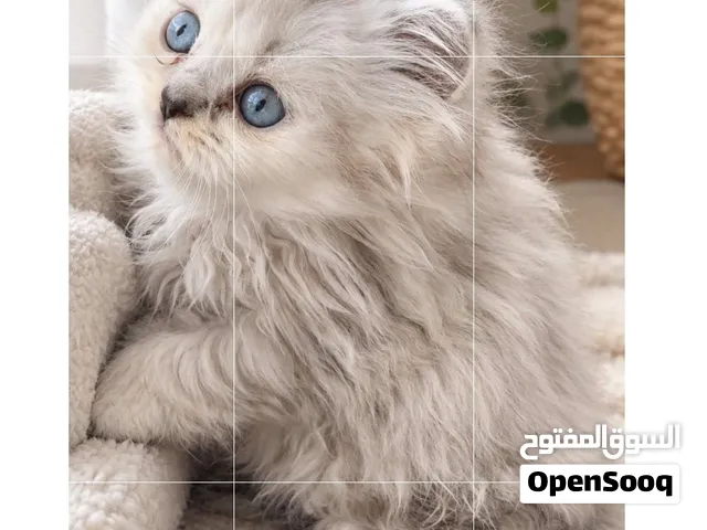 هملايا شيرازي 850 شهر ونص