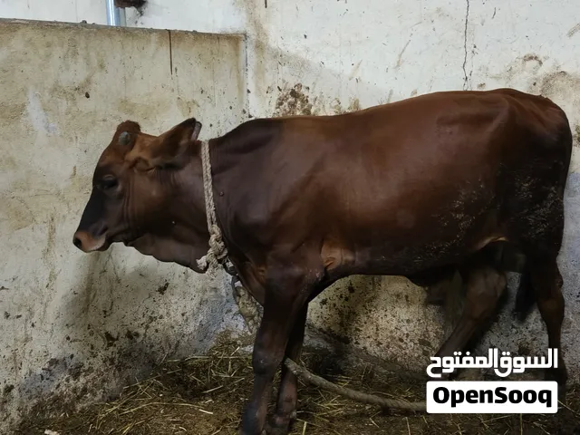 عجل جيرسي باكستاني ما شاء الله