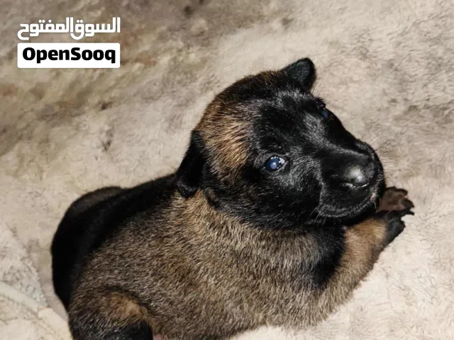 البيع انتايه و جروي مينوا بوهم دزيري