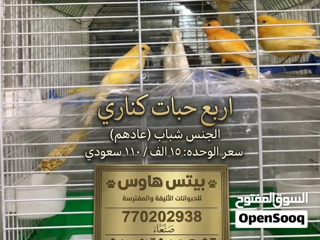 كناري  شباب  صنعاء سعر واحد 15 الف