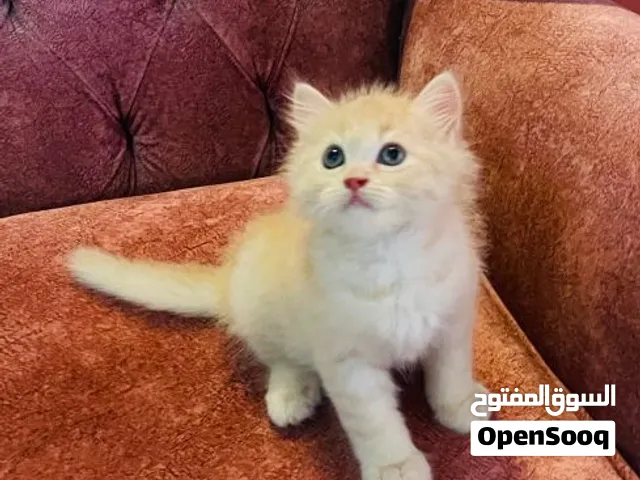 سفروت الشقي