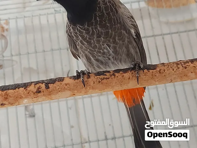بلبل تغريد وتقليد
