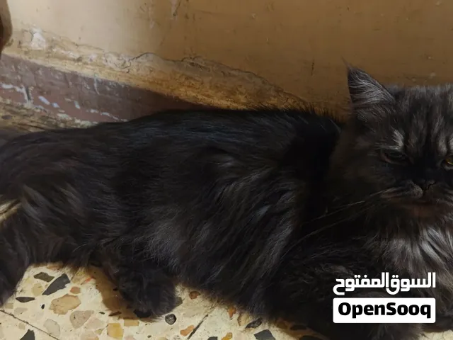 قطوسه شيرازي درجع