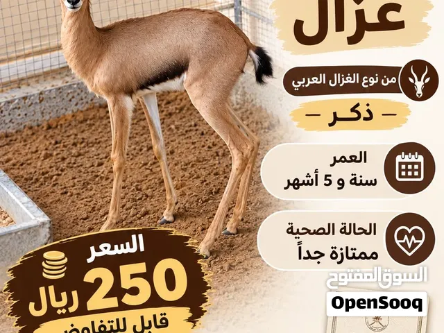 غزال مع التصريح