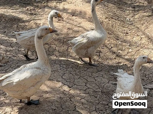 وز عدد 4 هنه وبناتهن