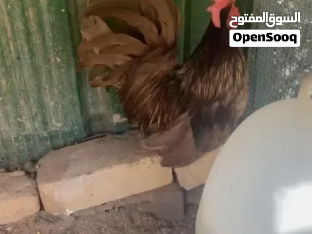 تايدلندي زاحف
