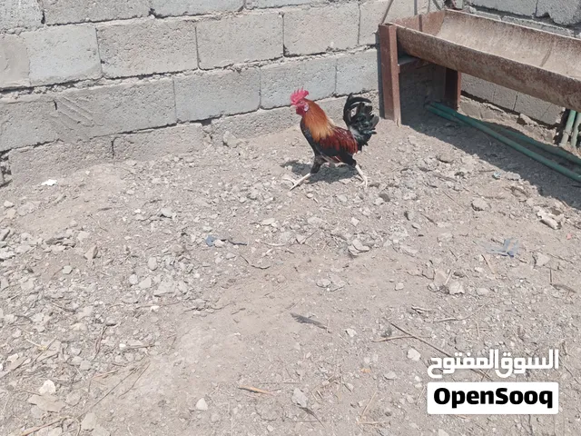 دجاج وديوجه كويتي تفاصيل بل وصف