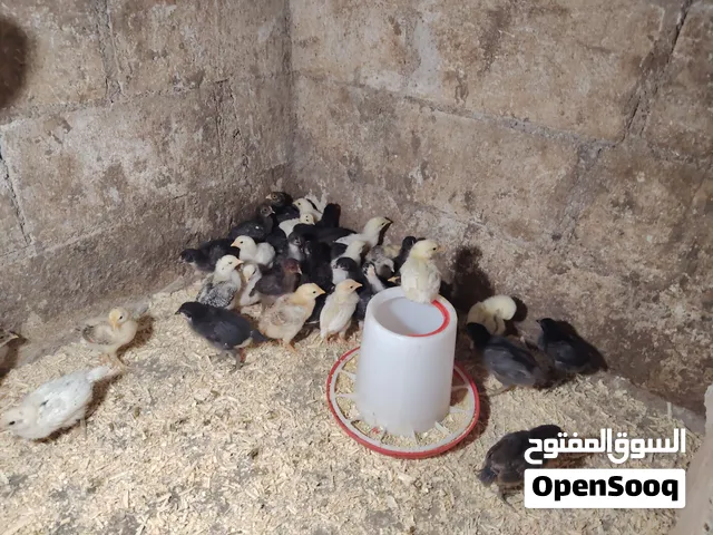 32 صوص بلدي بيهن اكم حبه نوع على 75 قرش