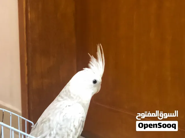 ببغاء كوكتيل ويت فيس