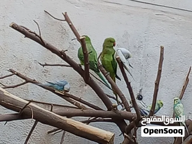 للبيع طيور زينة وشغل إنتاج