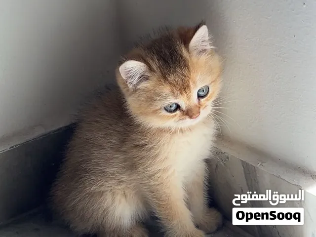 قطط للبيع سكوتش