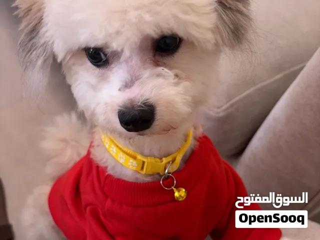 مالتيز العمر خمس شهور