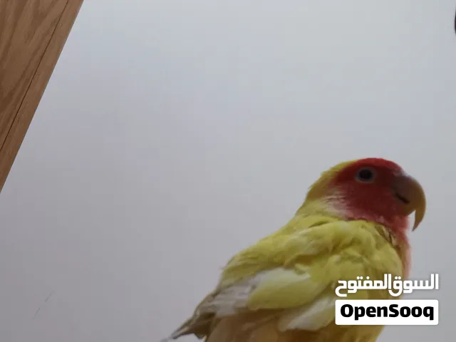 ببغاء روز للبيع اليف و مايعض يقبل المسح على الراس