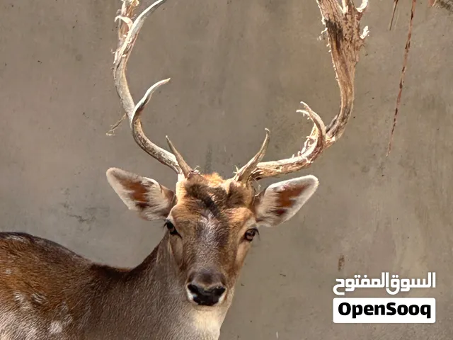 للبيع قرون طبيعية لايل الفلودير المرقط مع التوصيل