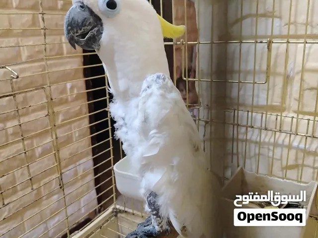 كوكاتو ترايتون اليف جدا قابل للبدل على ببغا للتواصل الرقم في الوصف