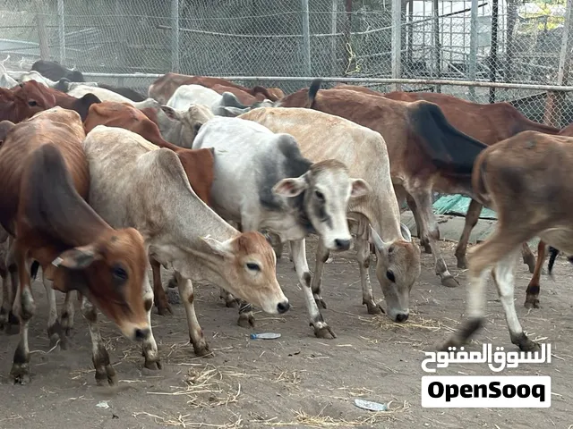 عجاله خارجيات على 175 تواصل اتصال او واتساب