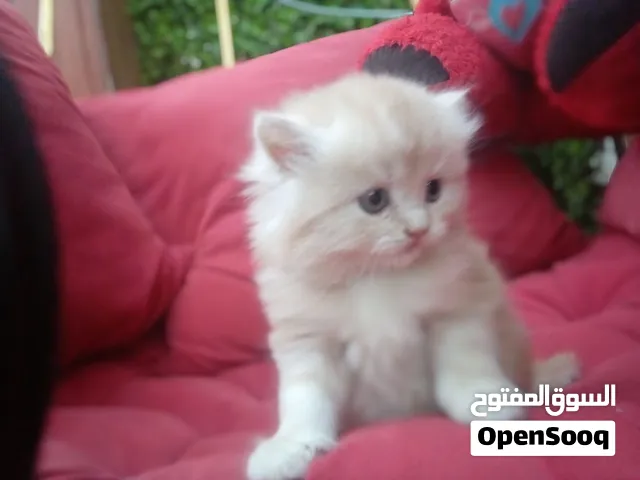 قطط [شيرازي دولي] أليفة ولعوبة للبيع